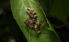 Ropalidia cyathiformis