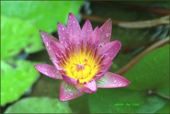 Nymphaea elegans