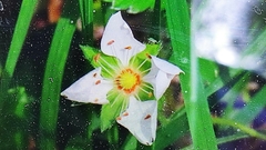 Potentilla montana