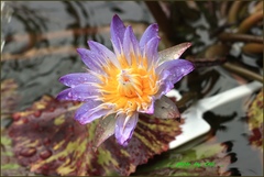 Nymphaea elegans