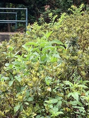 Clerodendrum cyrtophyllum