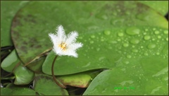 Nymphoides indica