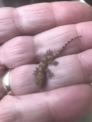 Hemidactylus mabouia