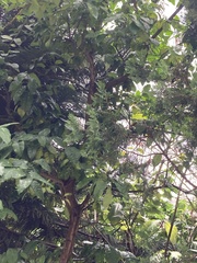 Syzygium samarangense