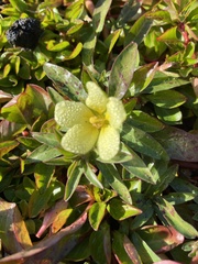 Ludwigia adscendens