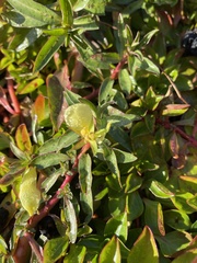 Ludwigia adscendens
