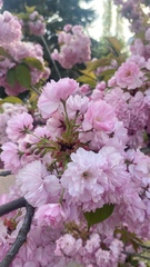 Prunus serrulata