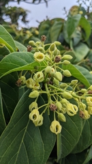 Sterculia ceramica