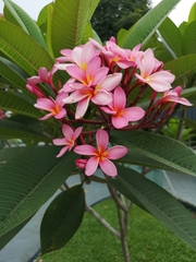 Plumeria