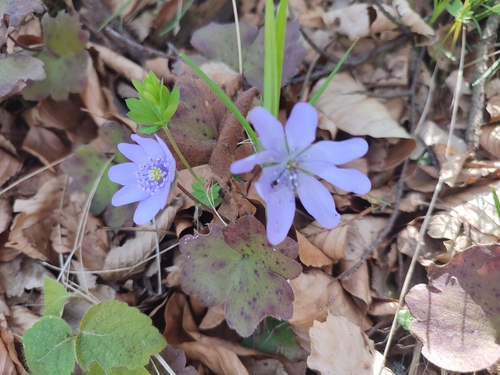 Image of Hepatica transsilvanica by (c) xulescu_g, some rights reserved (CC BY-SA)