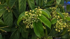 Sterculia ceramica