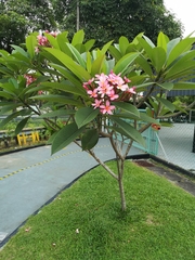 Plumeria