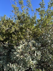 Quercus wislizeni frutescens