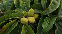 Sterculia ceramica