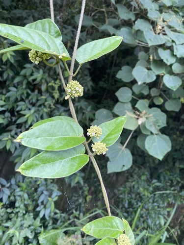 Marsdenia tinctoria iNat (1)