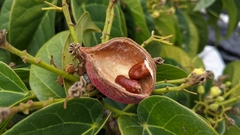 Sterculia ceramica
