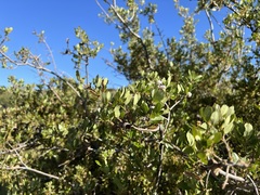 Quercus wislizeni frutescens