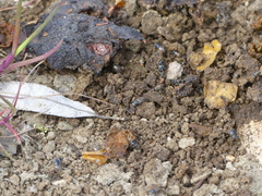 Chilothorax distinctus