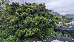 Sterculia ceramica