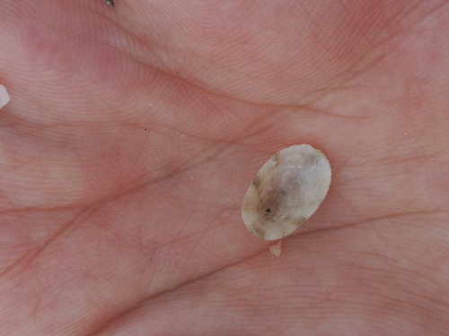 Diodora gibberula