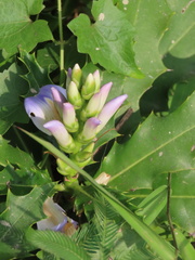 Acanthus ilicifolius