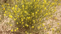 Nanorrhinum scoparium