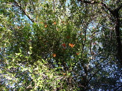 Ziziphus mucronata