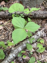 Trillium vaseyi