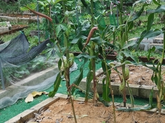 Abelmoschus esculentus