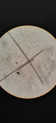 Planktothrix rubescens
