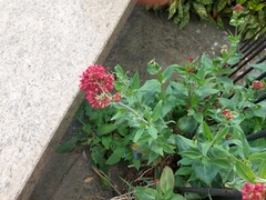 Centranthus ruber
