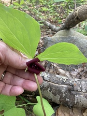 Trillium vaseyi