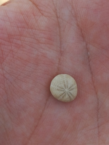 Pea Urchin