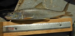 Albuliformes