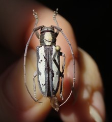 Prosopocera paykulli