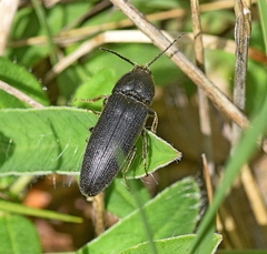 Melanotus punctolineatus