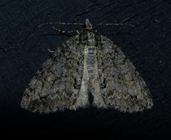 Pseudocoremia suavis