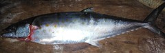Scomberomorus sierra