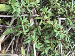 Persicaria prostrata