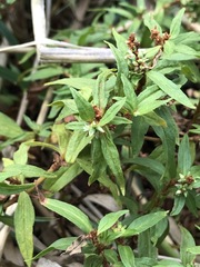 Persicaria prostrata