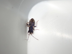 Eremocoris podagricus