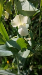 Pisum sativum sativum