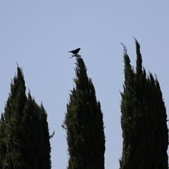 Corvus brachyrhynchos