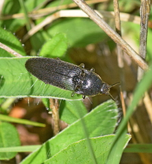 Melanotus punctolineatus