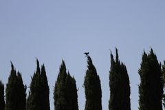 Corvus brachyrhynchos