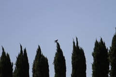 Corvus brachyrhynchos