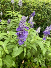 Salvia farinacea