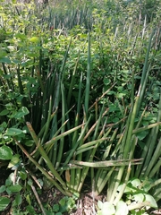 Sansevieria pearsonii