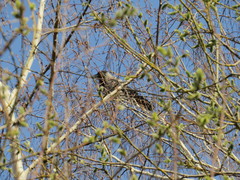 Corvus cornix