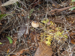Mycena cystidiosa
